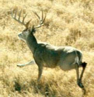 Brush Country Mule Deer