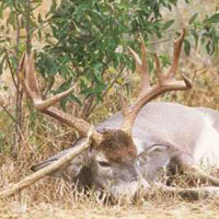 Brush Country Mule Deer